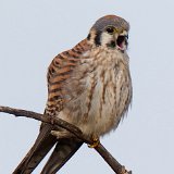 12SB6426 American Kestrel Female